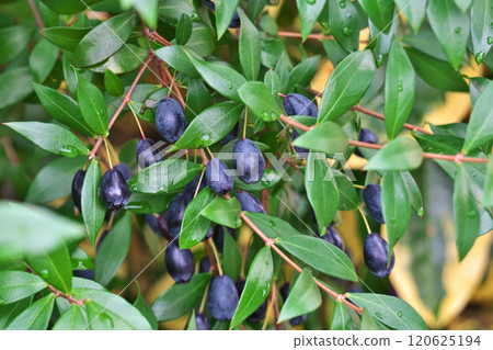 Black myrtle berries (autumn, November) Black myrtle berries (autumn, November) 120625194