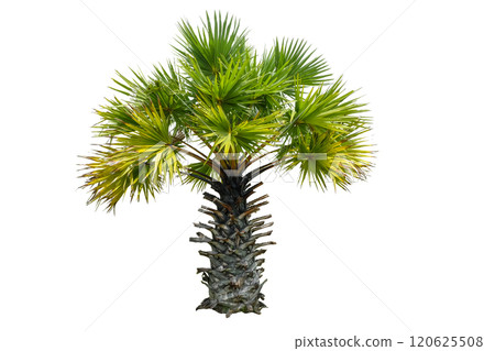 Small or young Sugar palm 120625508