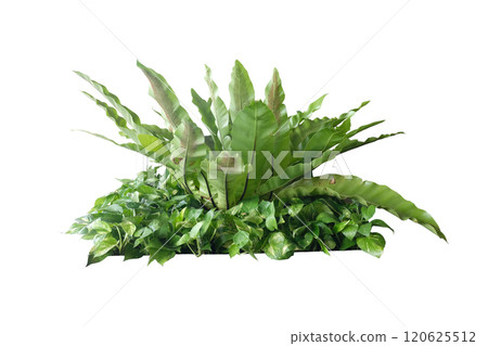 Bird's nest fern (Asplenium nidus) Bird's nest fern (Asplenium nidus) 120625512