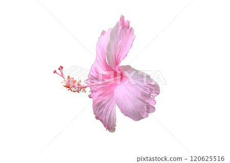 Pink Hibiscus beautiful flower 120625516