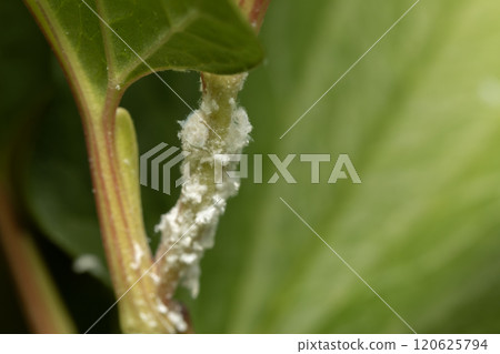 Larva larva 120625794