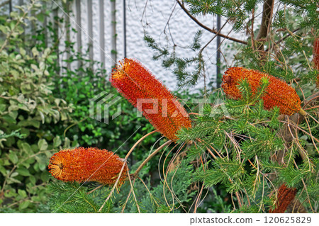 Orange Banksia ericifolia flower (Autumn, November) Orange Banksia ericifolia flower (Autumn, November) 120625829