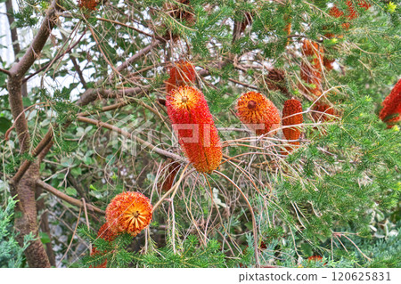 橙色 Banksia ericifolia 花（秋季、十一月） 120625831