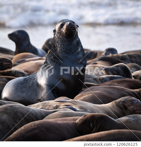 一群海獅 一群海獅 120626125