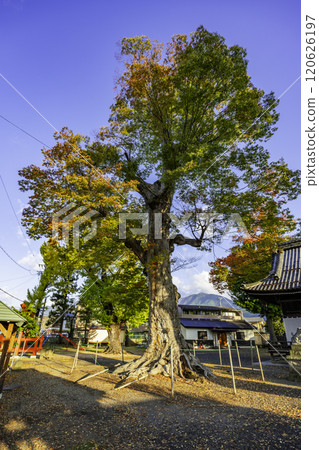 Ueda Shinano Omiya Shrine Sacred Tree Ueda City, Nagano Prefecture 120626197