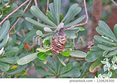 Brown Banksia integrifolia fruit (Autumn, November) 120626300