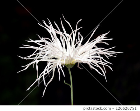 Saga chrysanthemum 120626751
