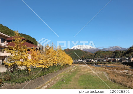 Ginkgo Tree Line and Mt. Oyama 3 120626801