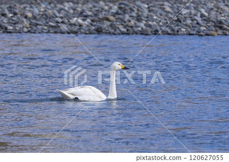 A whooper swan swimming leisurely on the water reflecting the blue sky A whooper swan swimming leisurely on the water reflecting the blue sky 120627055