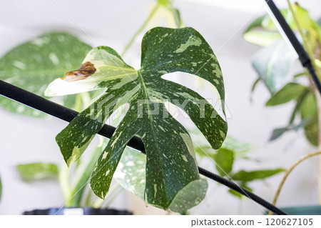 Room with ornamental plants Room with ornamental plants 120627105