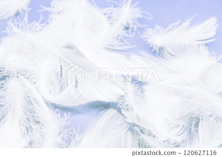 Fluffy white feather texture reminiscent of down or feather duvets Fluffy white feather texture reminiscent of down or feather duvets 120627116