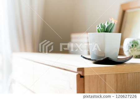 Houseplants to decorate your space Houseplants to decorate your space 120627226