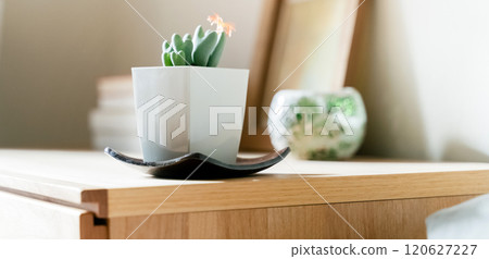 Houseplants to decorate your space Houseplants to decorate your space 120627227