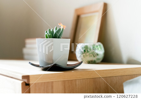 觀賞植物來裝飾您的空間 120627228