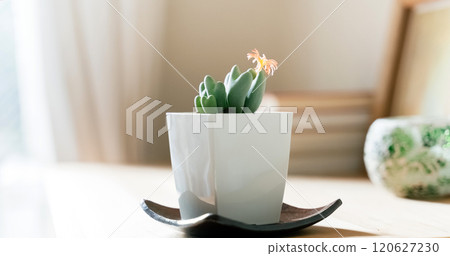 觀賞植物來裝飾您的空間 120627230