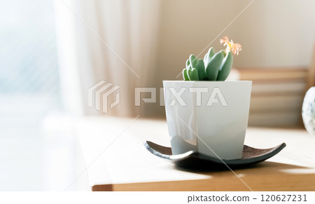 Houseplants to decorate your space 120627231