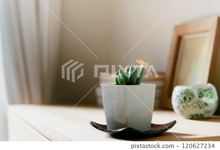 Houseplants to decorate your space 120627234