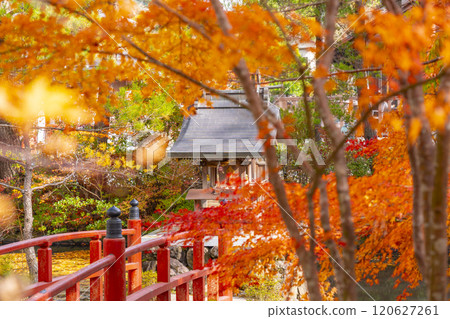 Koyasan Daishi Church Headquarters: Yuzu Benzaiten surrounded by autumn leaves Koyasan Daishi Church Headquarters: Yuzu Benzaiten surrounded by autumn leaves 120627261