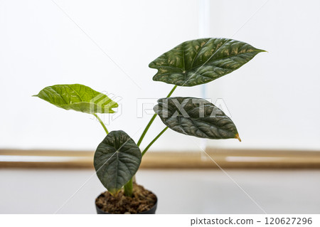 Araceae Alocasia sinuata Araceae Alocasia sinuata 120627296
