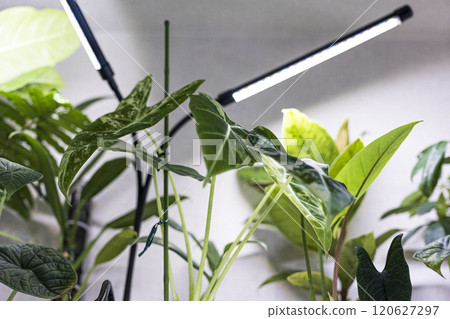 Room with ornamental plants Room with ornamental plants 120627297