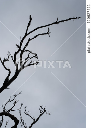 多雲的天空和怪異的死樹 多雲的天空和怪異的死樹 120627311