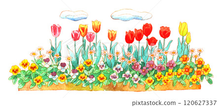 Watercolor: Tulip flowerbed 120627337