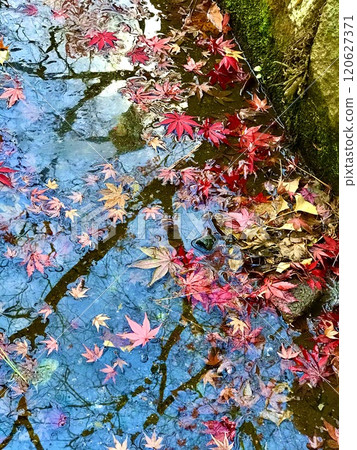 Autumn leaves floating on the surface of the water Autumn leaves floating on the surface of the water 120627371