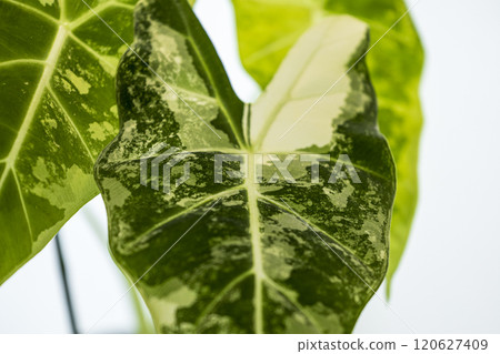 Araceae Alocasia Green Velvet Variegated Araceae Alocasia Green Velvet Variegated 120627409
