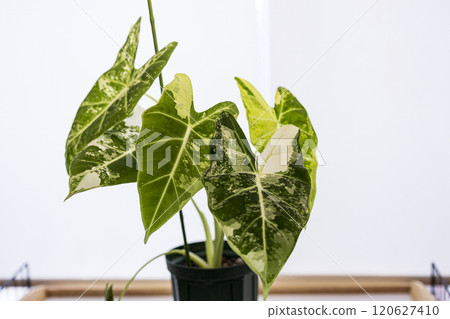 Araceae Alocasia Green Velvet Variegated Araceae Alocasia Green Velvet Variegated 120627410