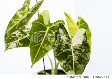 Araceae Alocasia Green Velvet Variegated Araceae Alocasia Green Velvet Variegated 120627411