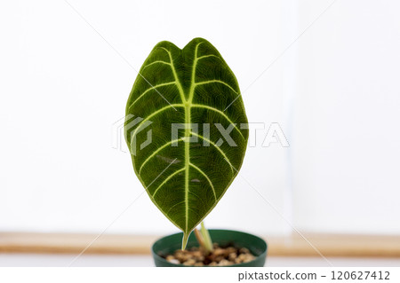 Araceae Alocasia Watsonia 120627412