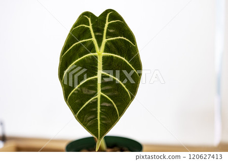 Araceae Alocasia Watsonia 120627413