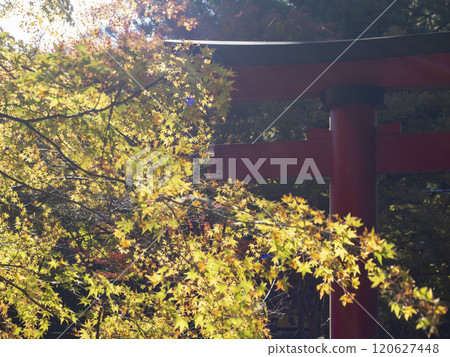 Red torii gate and maple leaves Red torii gate and maple leaves 120627448