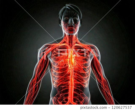 Image of human blood vessels Image of human blood vessels 120627537