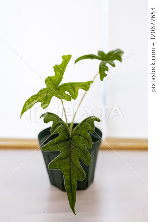 天南星科海芋 天南星科海芋 120627653