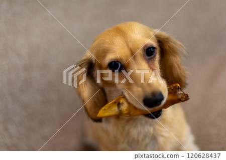 Kaninchen Dachshund chewing a bone Kaninchen Dachshund chewing a bone 120628437