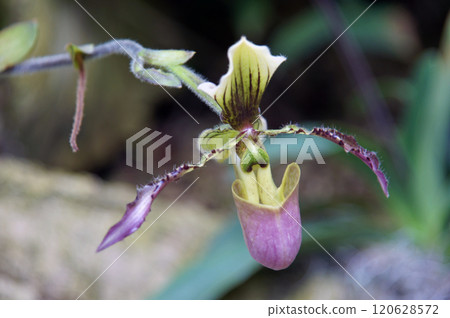 Flag Mipedium / Longigerium 120628572