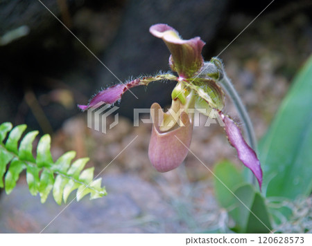 國旗Mipedium / Longigerium 120628573
