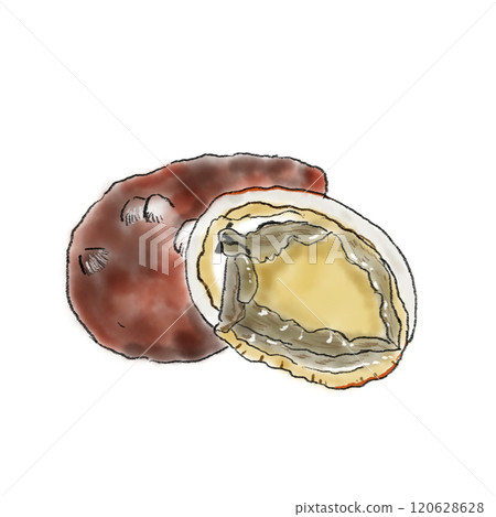 帶殼鮑魚插畫 120628628