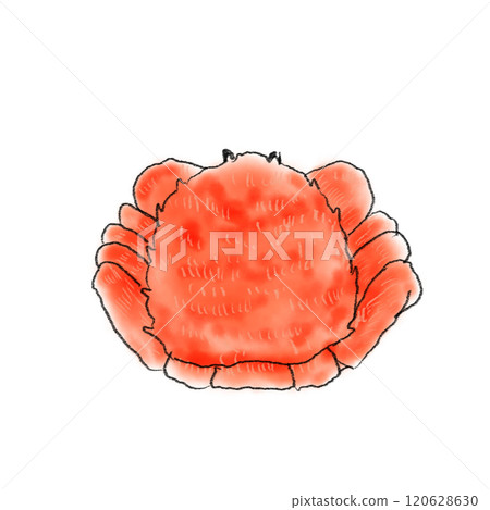 馬毛蟹的插圖 120628630