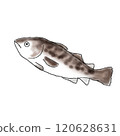 鱈魚插圖 120628631