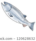鮭魚插圖 120628632