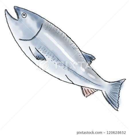 鮭魚插圖 120628632