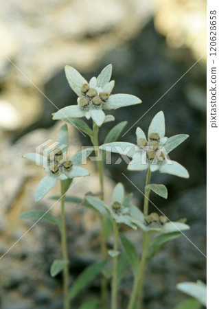 Chishima Usu 120628658