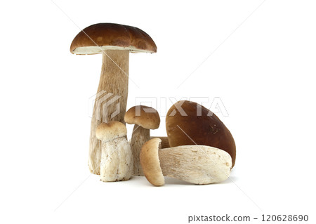Fresh porcini mushrooms on a white background presented in a group Fresh porcini mushrooms on a white background presented in a group 120628690