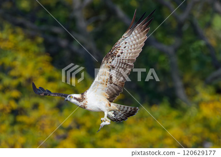 Successfully caught osprey 120629177