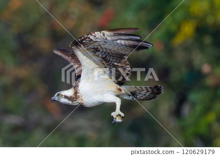Osprey carrying a fish 120629179
