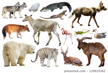 asia animals isolated 120629362