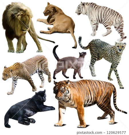 Set of wild mammals animals from cat family isolated Set of wild mammals animals from cat family isolated 120629577