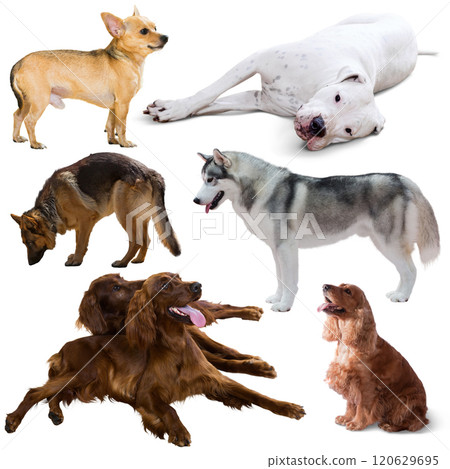 Collection of purebred dogs isolated on white background Collection of purebred dogs isolated on white background 120629695